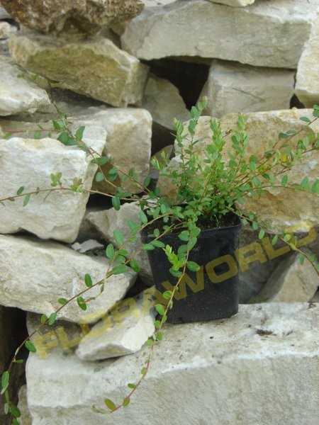 Borówka amerykańska w różnych odmianach — zdjęcie 1