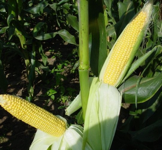 SPRZEDAM KUKURYDZĘ SŁODKĄ SWEET CORN NUGGET,WONDER