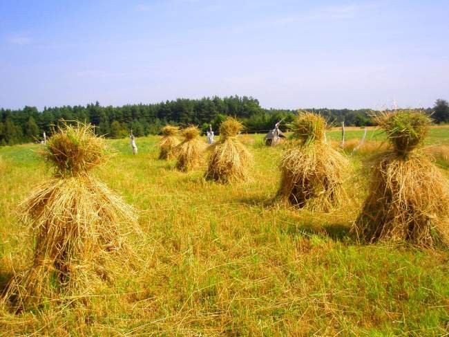 Kupię pszenzyto