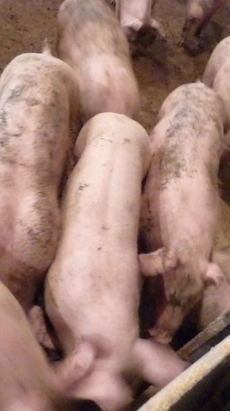 warchlaki 34kg — zdjęcie 1