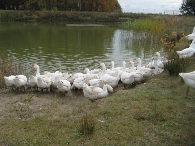 gęsi owsiane