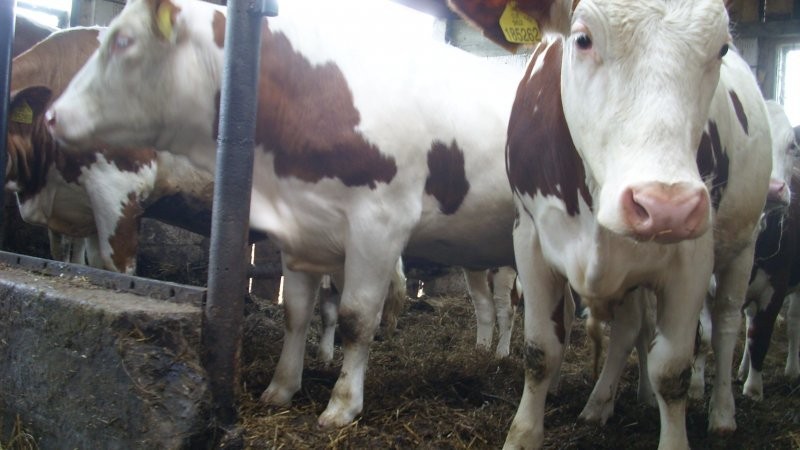 HF, Simmental - jałowki import Czechy — zdjęcie 1