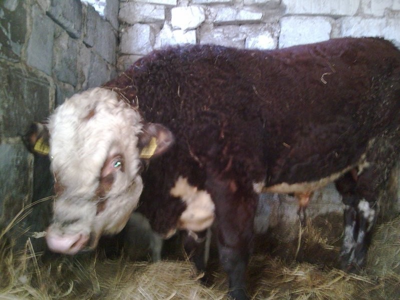 Byk mięsny z ekologicznego gospodarstwa ok 700 kg — zdjęcie 2