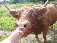 2 krowy Highland cattle / limousine — zdjęcie 2