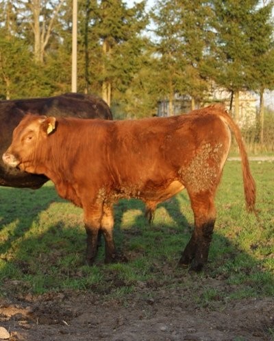 sprzedam bydło limousine — zdjęcie 4