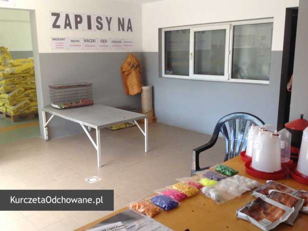Kurczęta odchowane kury kokoszki Świętokrzyskie Starachowice Mirzec  — zdjęcie 5