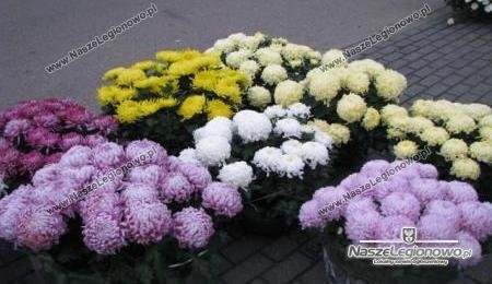 Hurt Chryzantem Doniczkowych- Sprzedam 500 202 252