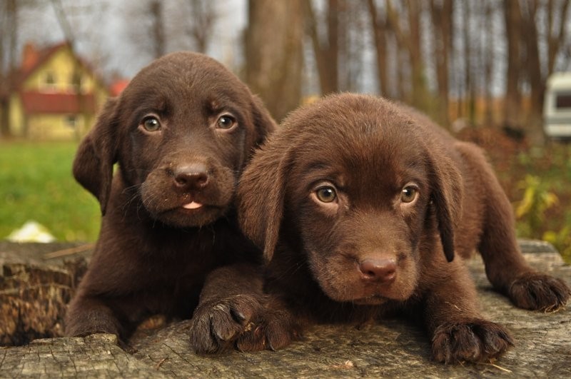 labrador czekoladowy — zdjęcie 5