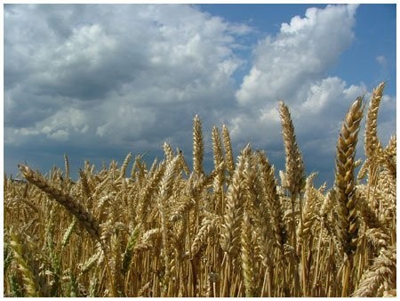 kupię zboża paszowe
