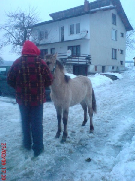 Konik polski odsadek oraz inne — zdjęcie 5