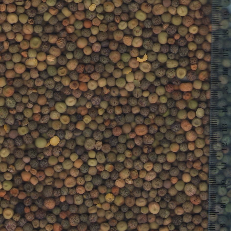 Sprzedam peluszkę, sorgo, soja
