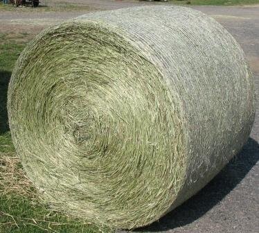 HAY - GRASS - ALFALFA — zdjęcie 2
