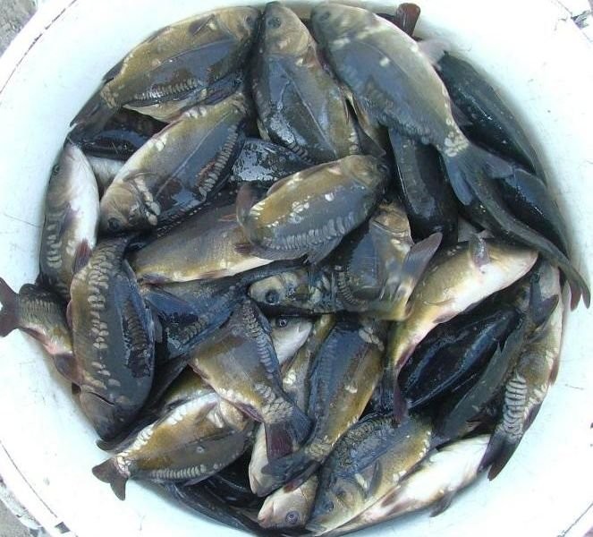 KARP- NARYBEK