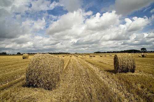 Odstąpię dzierżawę Gospodarstwa Rolnego 450 ha