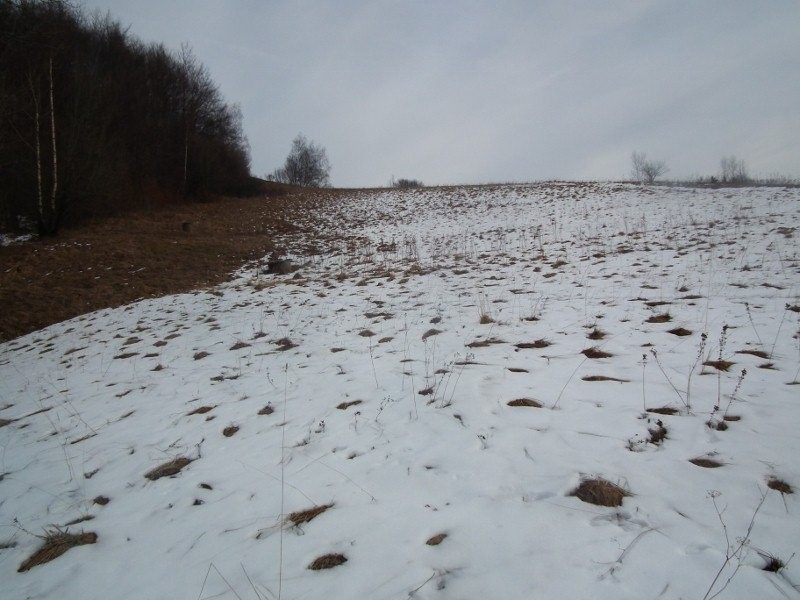 GOSPODARSTWO ROLNE W GÓRACH 1,66 ha, powiat N.SĄCZ — zdjęcie 5