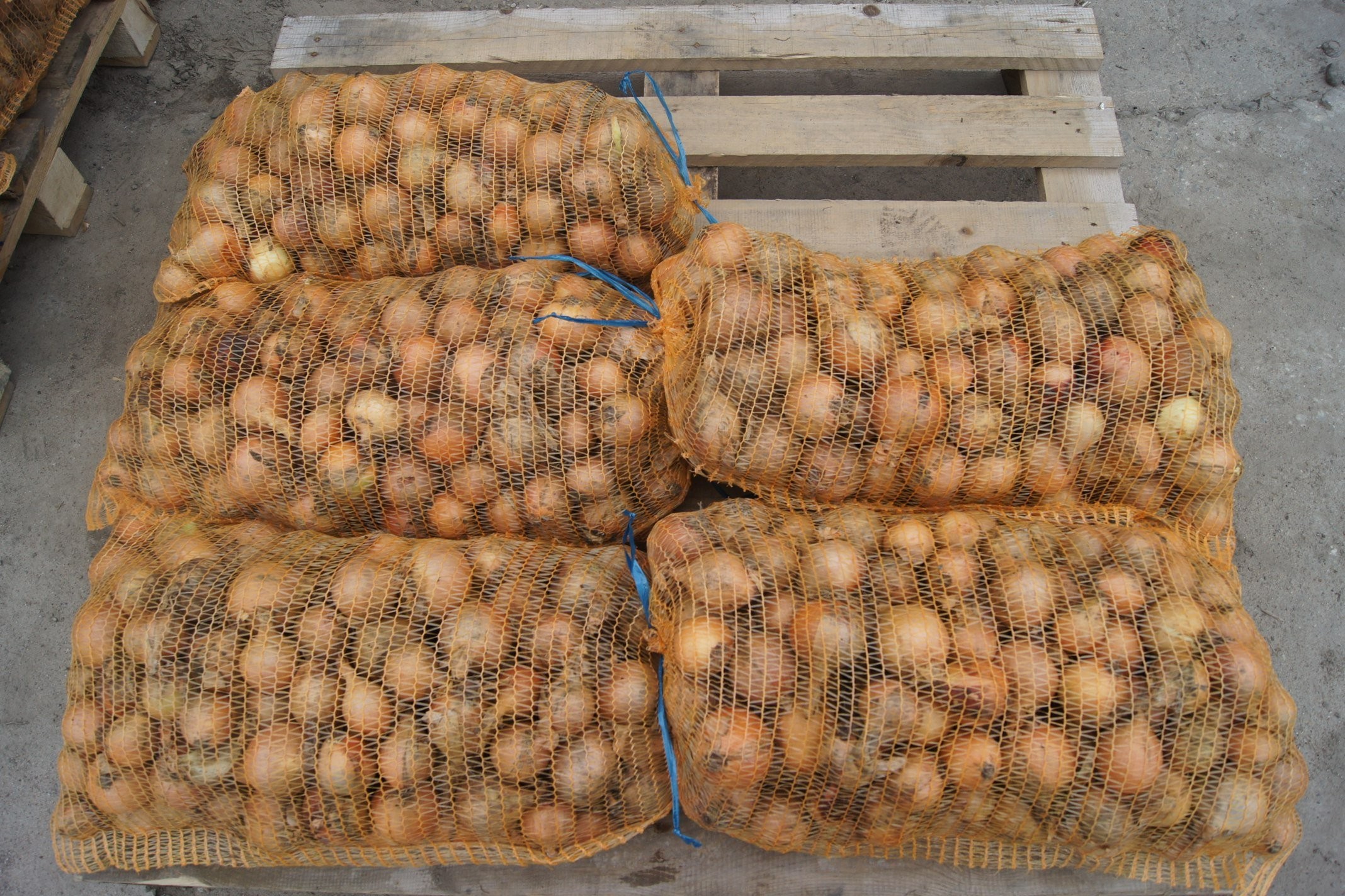 cebula