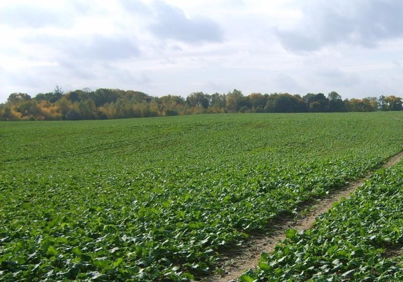 SPRZEDAM 475ha gruntów rolnych-okolice CHOSZCZNO — zdjęcie 3