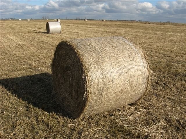 sprzedam Mozgę Trzcinowatą