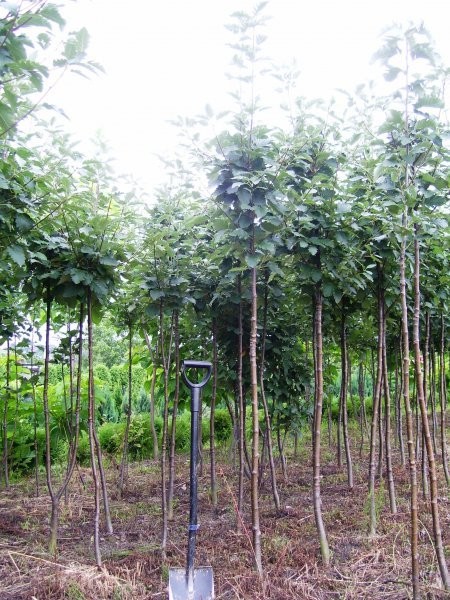 Jarząb szwedzki - Sorbus intermedia — zdjęcie 1