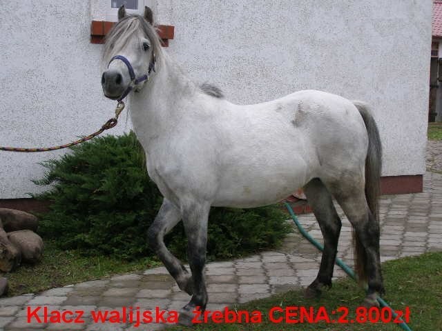 kuce klacze zrebne  i Walijska klacz żrebna — zdjęcie 1