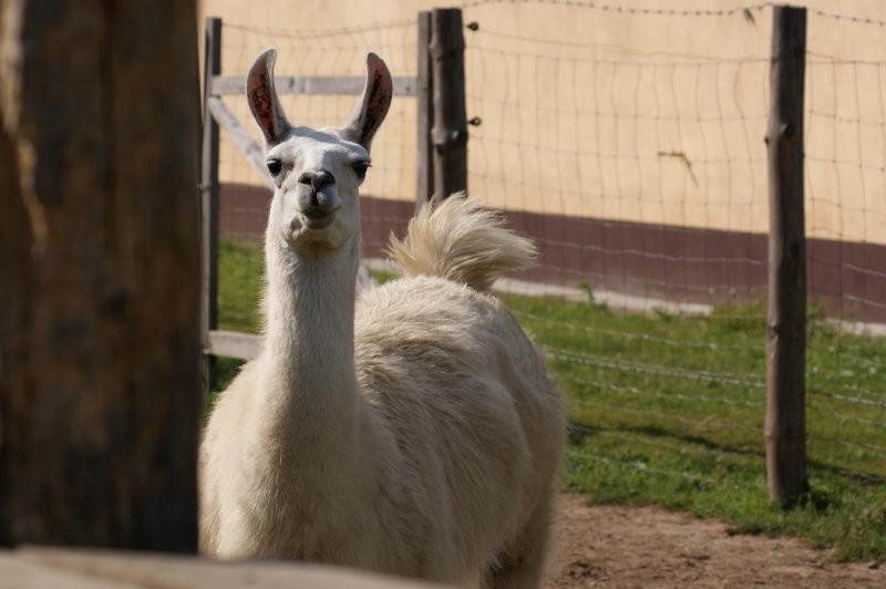 samiec lama — zdjęcie 2