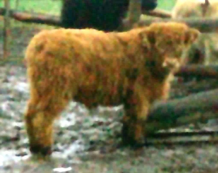 Bydło Highland