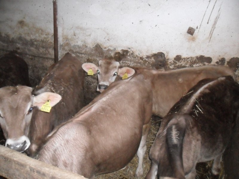 Sprzedam 6 sztuk byczków rasy Brown Swiss — zdjęcie 2