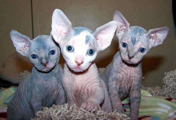 Sphynx Kätzchen zur Annahme vorgelegt.