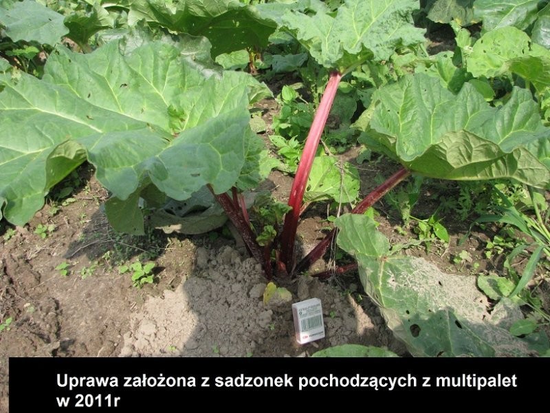 RABARBAR MALINOWY LIDER - SADZONKI — zdjęcie 5
