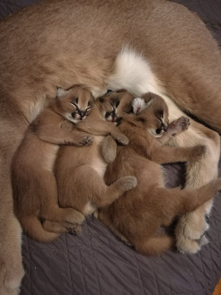 Dostępne są koty Serval i Savannah, Caracal i Ocelot. — zdjęcie 1