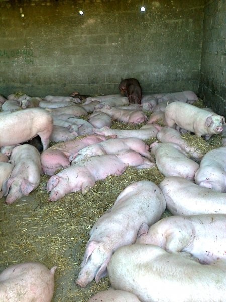 loszki knurki pbz duroc duroc/pietren