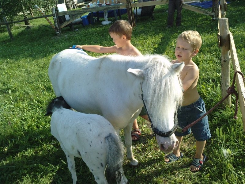 PILNIE SPRZEDAM KUCYKI — zdjęcie 2