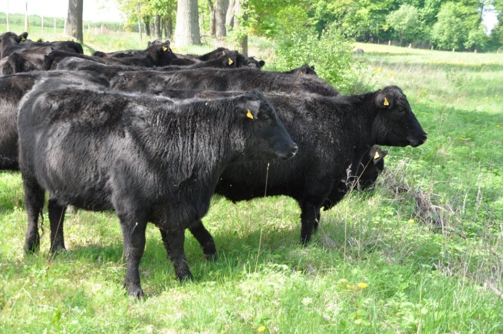 sprzedam byczki angus — zdjęcie 3