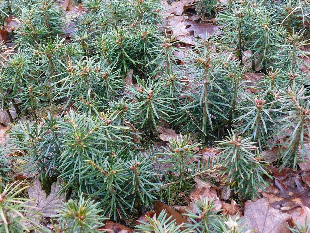 SADZONKI NA PLANTACJE CHOINKOWE — zdjęcie 3