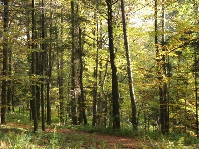 Sprzedam las 10,5 ha — zdjęcie 2