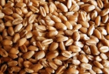 Sprzedam pszenicę zimową 30 ton