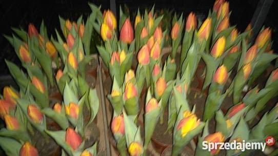 Narcyzy krokusy tulipany hiacynty — zdjęcie 2
