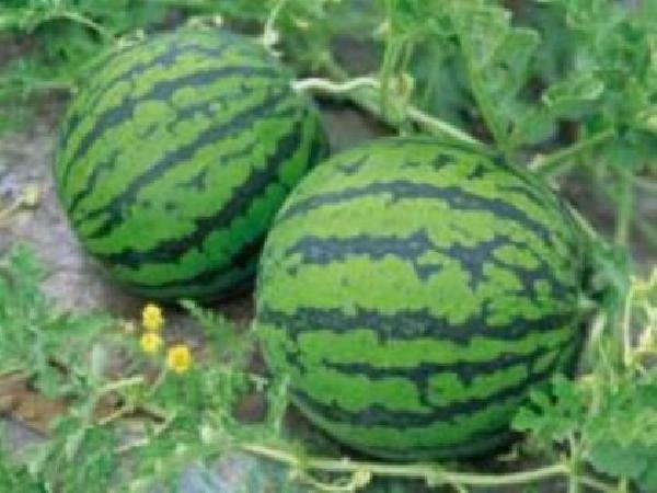 ARBUZY PROSTO OD PRODUCENTA Z RUMUNII — zdjęcie 2
