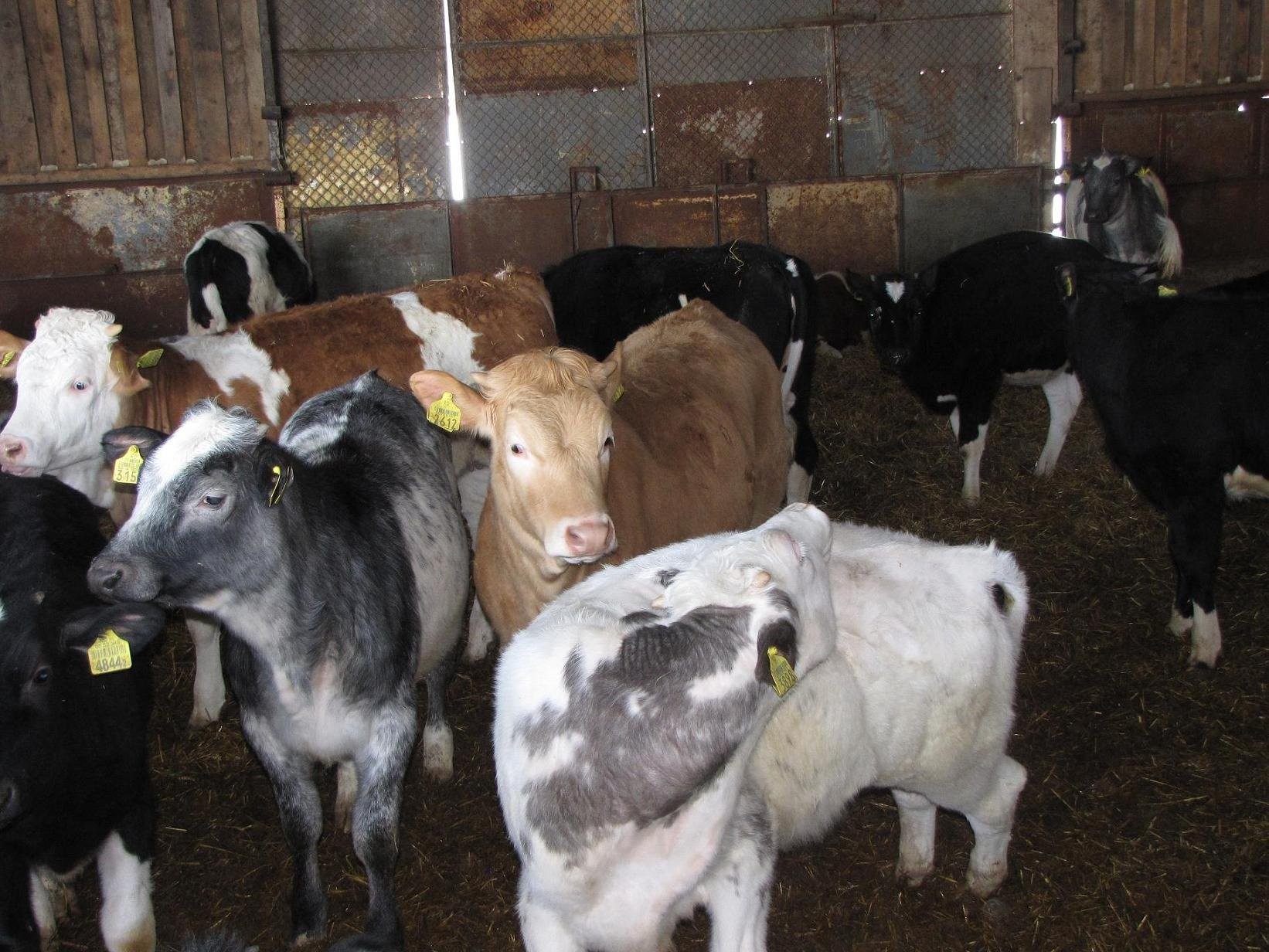 Byczki oraz Jałówki Belgian Blue i Simentaler — zdjęcie 2