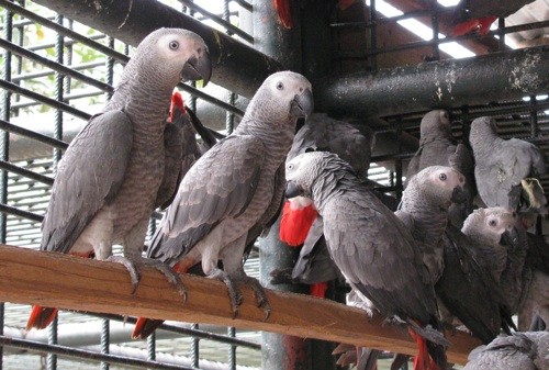 Available Fertile Parrots Eggs And Parrots For Sale — zdjęcie 3