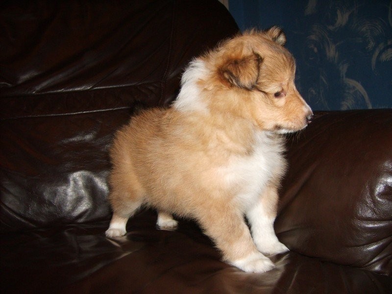 Szczenięta owczarki szetlandzkie sheltie — zdjęcie 2