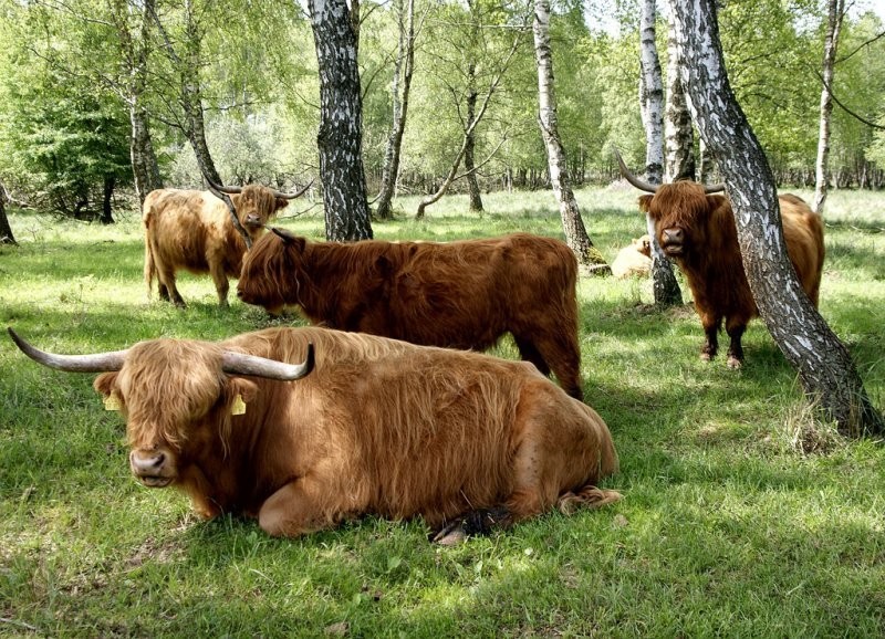 Sprzedam bydło rasy Highland — zdjęcie 1