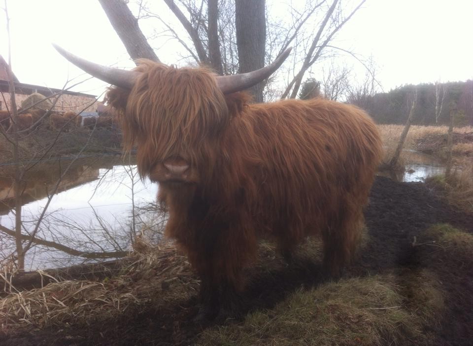 Byk Highland Cattle, szkockie wysokogórksie — zdjęcie 1