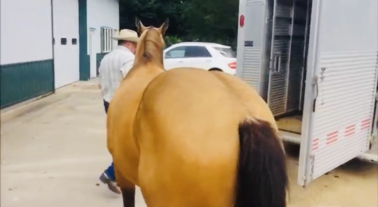 Buckskin čtvrtletí kůň valach   (Stann) je připraven k lepení, úžasný  — zdjęcie 3
