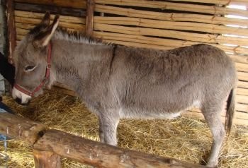 Sprzedam Oślicę, Osła Nubijskiego, Klacze źrebne. — zdjęcie 2