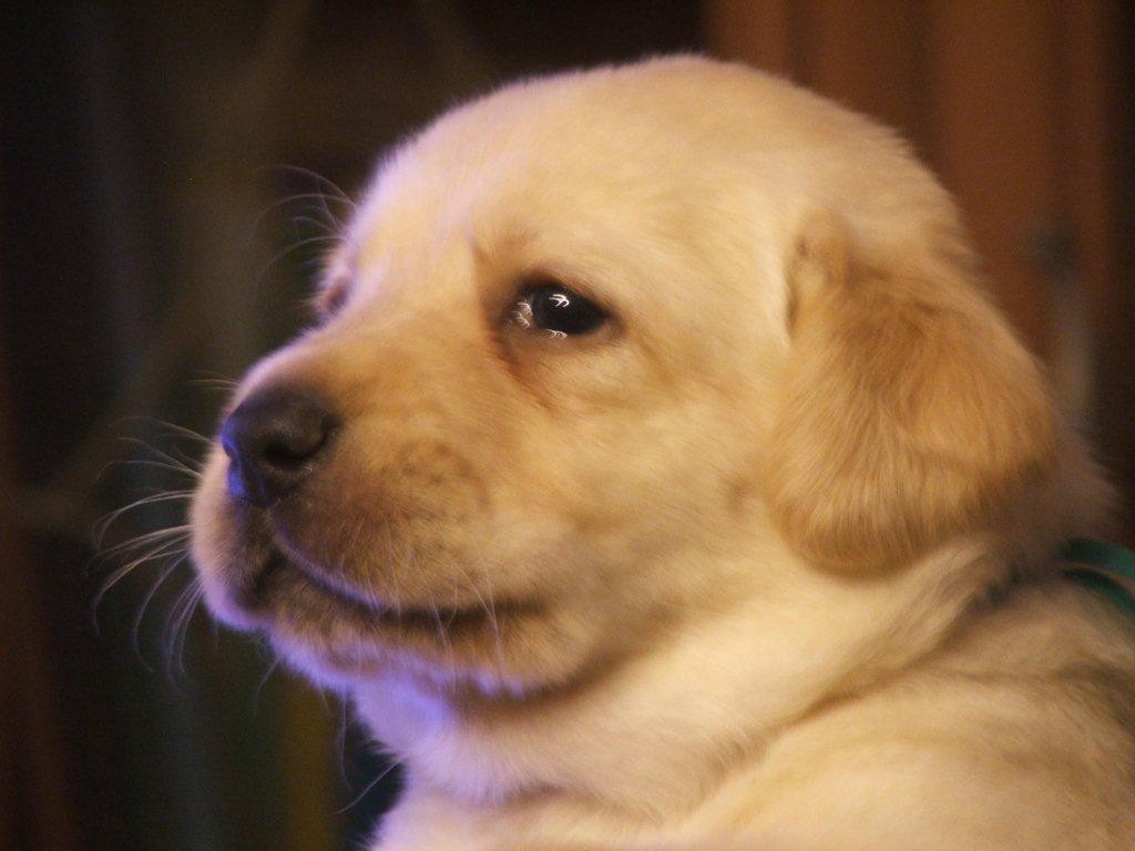 labrador biszkoptowe szczeniaki — zdjęcie 5