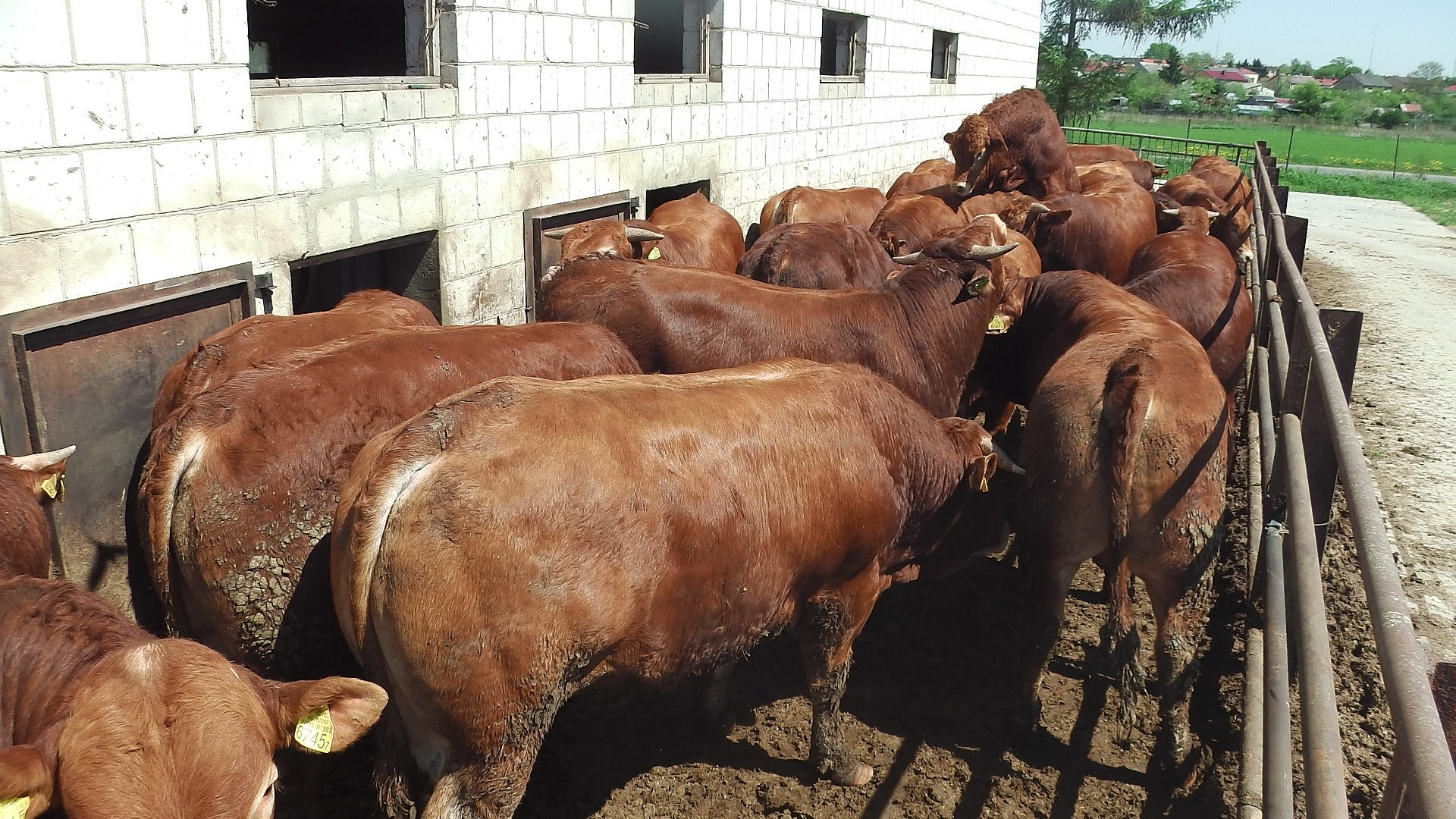 Byki Bydło Limousin 100% — zdjęcie 4