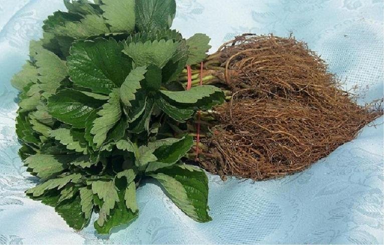 Sadzonki truskawek Honeoye zielone i frigo — zdjęcie 3