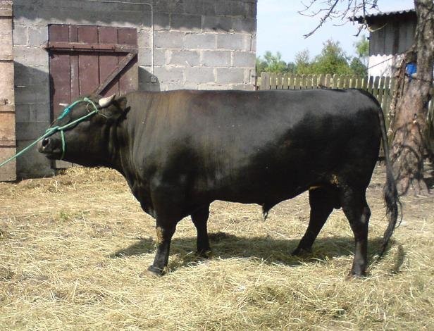 Byk 750kg — zdjęcie 2