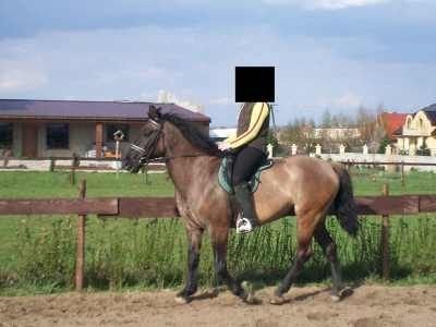 klacz 5-letnia — zdjęcie 1